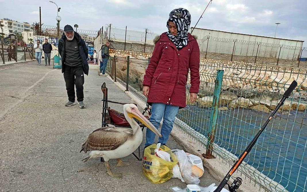 Bir anda sahilde belirdi, görenler telefona sarıldı! O kentin adeta maskotu oldu 1